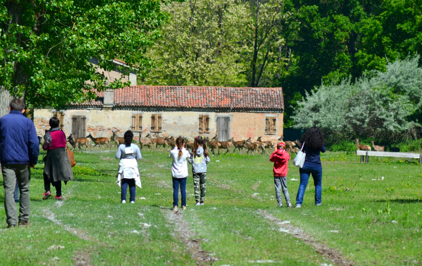 Boscone della Mesola