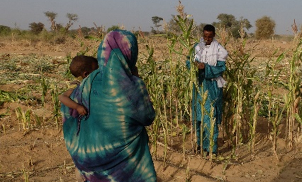 Valorizzazione dell’Oasi di Tintelloust (Niger)