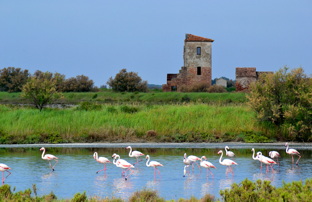 Escursioni nella Salina di Comacchio